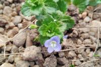 Veronica persica