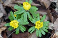 Eranthis hyemalis
