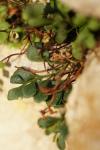 Asplenium ruta-muraria