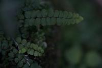Asplenium trichomanes