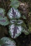 Lamium galeobdolon