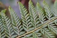 Polystichum aculeatum