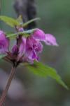 Lamium maculatum