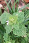Lamium purpureum