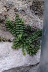 Asplenium trichomanes subsp. pachyrachis