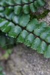 Asplenium trichomanes subsp. pachyrachis