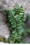 Asplenium trichomanes subsp. pachyrachis