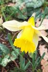 Narcissus pseudonarcissus