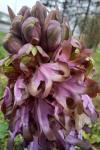 Himantoglossum robertianum