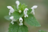 Lamium purpureum