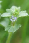 Veronica hederifolia