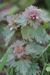 Lamium hybridum
