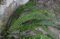 Asplenium trichomanes