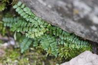 Asplenium trichomanes subsp. pachyrachis