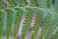 Polystichum setiferum