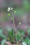 Draba verna