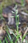 Poa annua