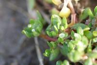 Montia fontana subsp. minor