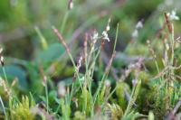 Mibora minima