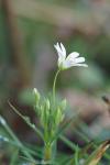 Rabelera holostea