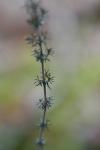 Erica cinerea