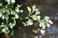 Asplenium ruta-muraria