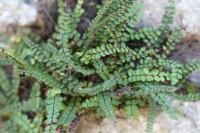 Asplenium trichomanes