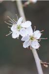 Prunus spinosa