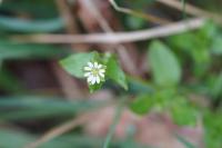Stellaria media