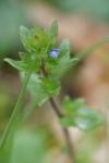 Veronica arvensis