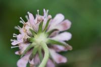 Scabiosa columbaria