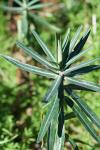 Euphorbia lathyris