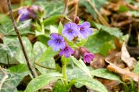 Pulmonaria