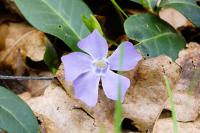 Vinca minor