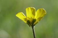 Ranunculus bulbosus