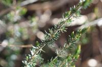 Erica cinerea