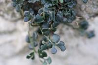 Asplenium ruta-muraria