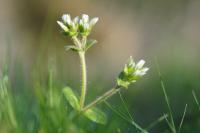 Cerastium glomeratum
