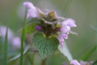 Lamium purpureum