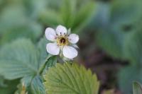 Fragaria vesca