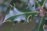 Ilex aquifolium