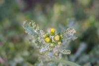 Senecio vulgaris