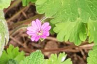 Geranium molle
