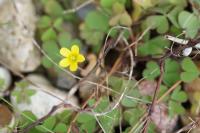Oxalis corniculata