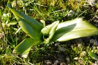 Himantoglossum hircinum