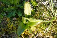 Himantoglossum hircinum