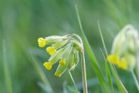 Primula veris