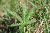 Potentilla recta
