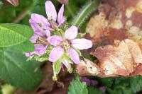 Erodium moschatum