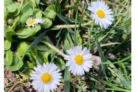 Bellis perennis